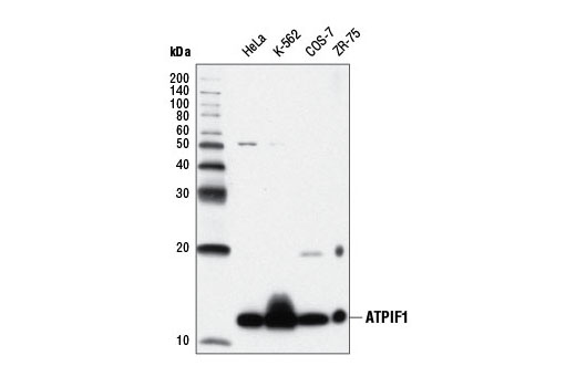 Western Blotting Image 1: ATPIF1 (D6P1Q) XP® Rabbit mAb
