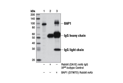 Immunoprecipitation Image 1: BAP1 (D7W7O) Rabbit mAb