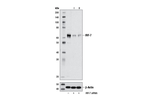  Image 1: SignalSilence® IRF-7 siRNA II
