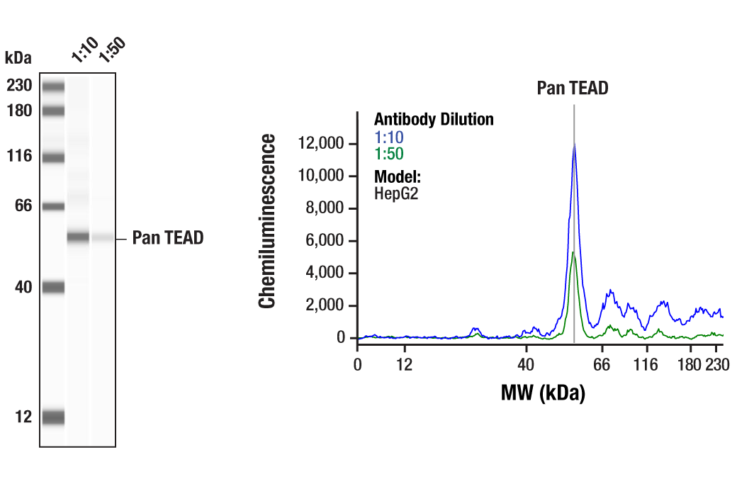  Image 1: YAP/TAZ Transcriptional Targets Antibody Sampler Kit
