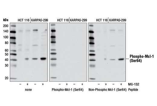 Western Blotting Image 1: Phospho-Mcl-1 (Ser64) Antibody