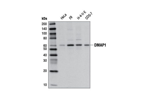 Western Blotting Image 1: DMAP1 Antibody