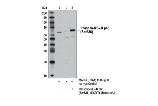 Immunoprecipitation Image 1: Phospho-NF-κB p65 (Ser536) (E1Z1T) Mouse mAb