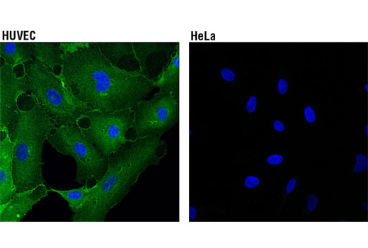 Immunofluorescence Image 1: CD102/ICAM-2 (D7P2Q) Rabbit mAb