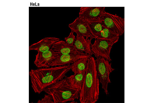 Immunofluorescence Image 1: NUP98 (C39A3) Rabbit mAb (Alexa Fluor® 488 Conjugate) 