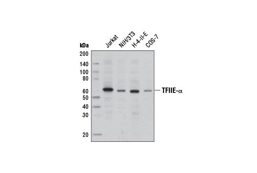 Western Blotting Image 1: TFIIE-α Antibody
