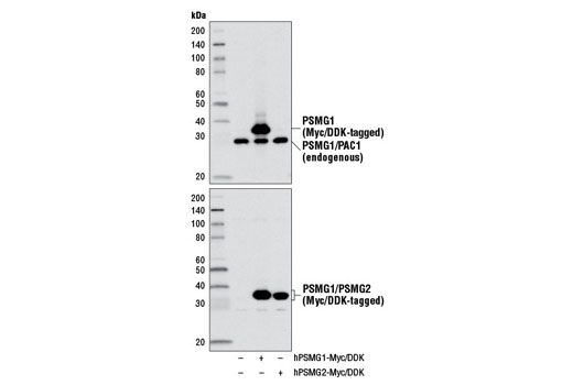 Western Blotting Image 2: PSMG1/PAC1 Antibody