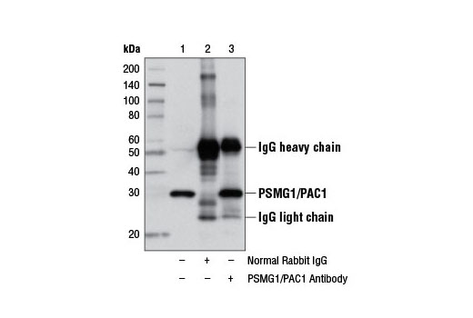 Immunoprecipitation Image 1: PSMG1/PAC1 Antibody