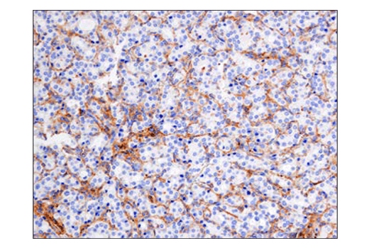 Immunohistochemistry Image 1: SIRPα/SHPS1 (D6I3M) Rabbit mAb