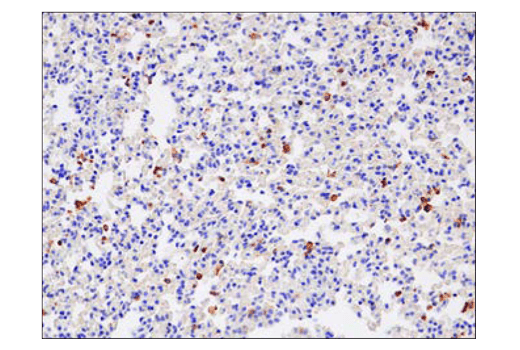Immunohistochemistry Image 2: SIRPα/SHPS1 (D6I3M) Rabbit mAb
