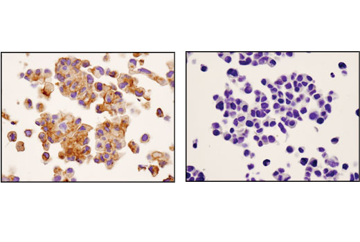 Immunohistochemistry Image 6: SIRPα/SHPS1 (D6I3M) Rabbit mAb