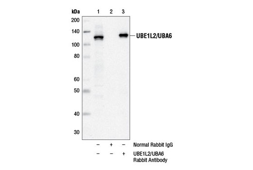 Immunoprecipitation Image 1: UBE1L2/UBA6 Antibody