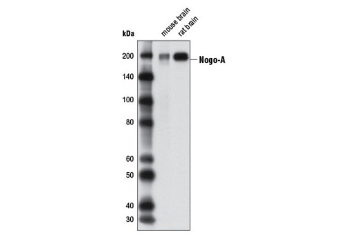 Western Blotting Image 1: Nogo-A Antibody