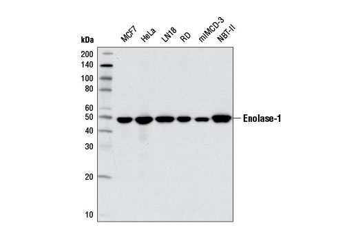 Western Blotting Image 1: Enolase-1 (D2S1A) Rabbit mAb