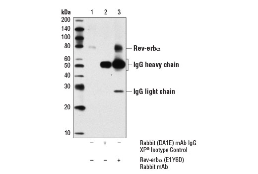 Immunoprecipitation Image 1: Rev-Erbα (E1Y6D) Rabbit mAb