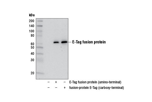 Western Blotting Image 1: E-Tag Antibody