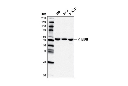 Western Blotting Image 1: PHGDH Antibody