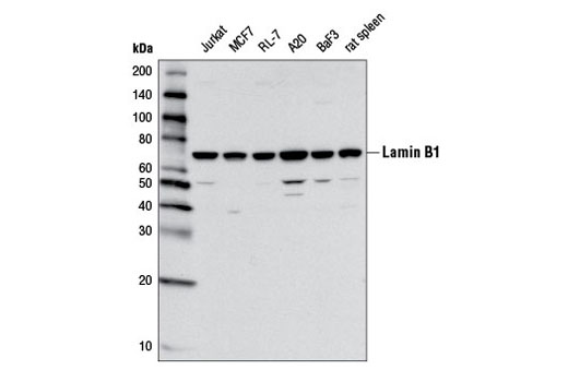Western Blotting Image 2: Lamin B1 (D9V6H) Rabbit mAb