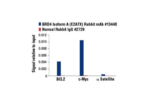 Chromatin Immunoprecipitation Image 3: BRD4 (E2A7X) Rabbit mAb