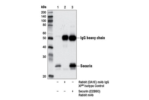 Immunoprecipitation Image 1: Securin (D2B6O) Rabbit mAb