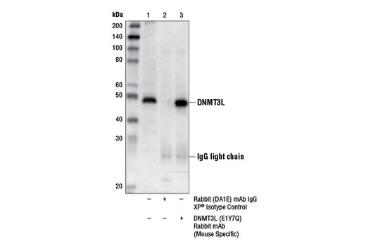 Immunoprecipitation Image 1: DNMT3L (E1Y7Q) Rabbit mAb (Mouse Specific)