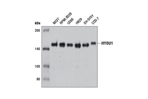 Western Blotting Image 1: HYOU1 Antibody