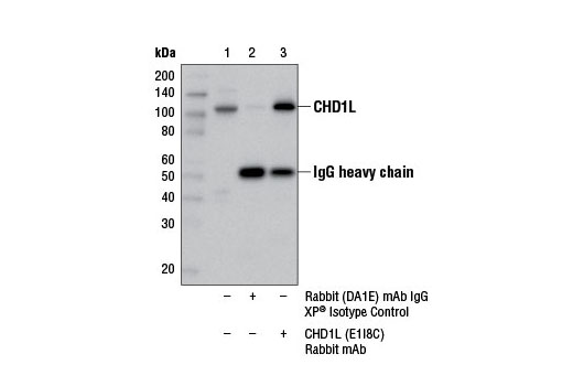 Immunoprecipitation Image 1: CHD1L (E1I8C) Rabbit mAb