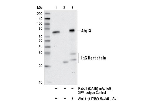  Image 7: PhosphoPlus® Atg13 (Ser355) Antibody Duet