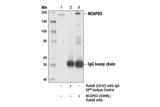 Immunoprecipitation Image 1: NCAPD3 (D3H6L) Rabbit mAb