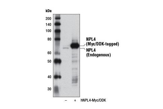 Western Blotting Image 2: NPL4 Antibody