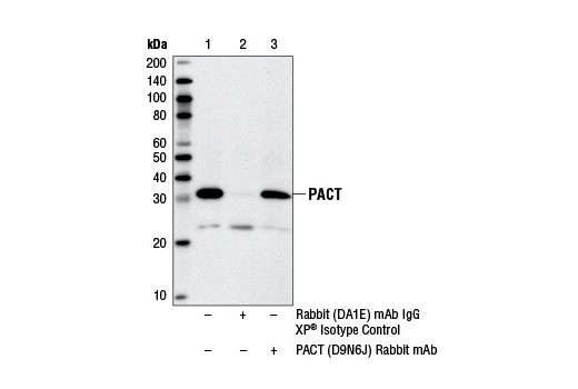 Immunoprecipitation Image 1: PACT (D9N6J) Rabbit mAb