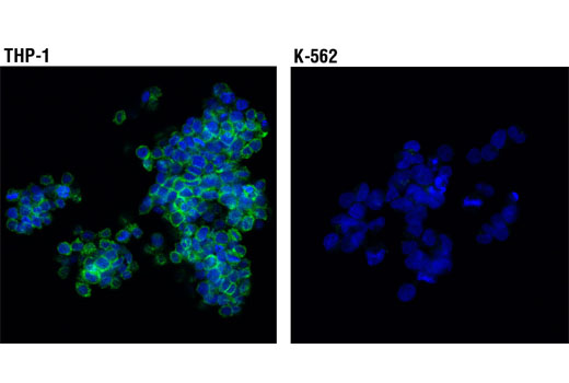 Immunofluorescence Image 1: IRF-5 (E1N9G) Rabbit mAb