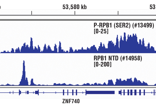 Chromatin Immunoprecipitation Image 1: Phospho-Rpb1 CTD (Ser2) (E1Z3G) Rabbit mAb