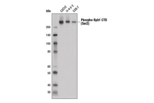  Image 1: Rpb1 CTD Antibody Sampler Kit