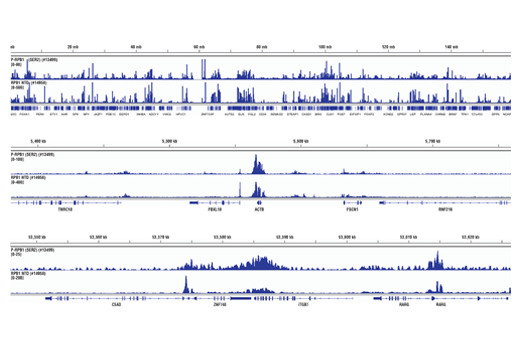 Chromatin Immunoprecipitation Image 2: Phospho-Rpb1 CTD (Ser2) (E1Z3G) Rabbit mAb
