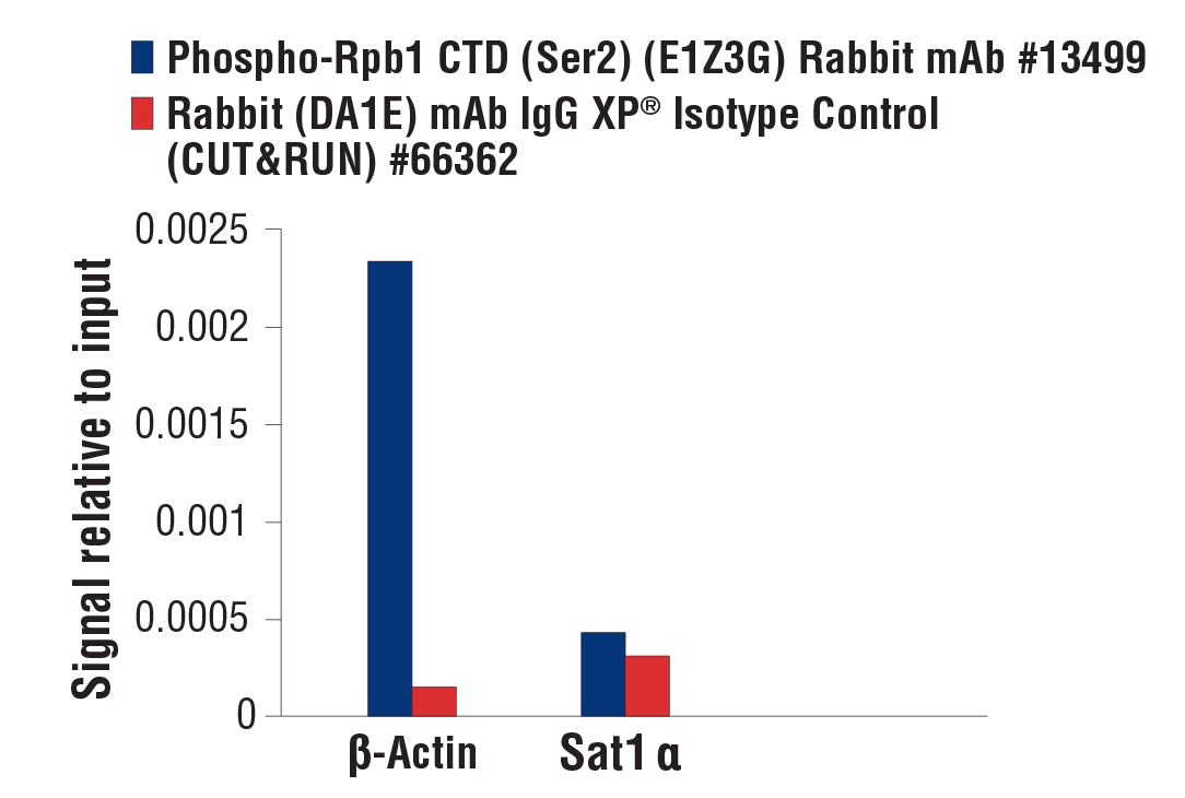 CUT and RUN Image 3: Phospho-Rpb1 CTD (Ser2) (E1Z3G) Rabbit mAb
