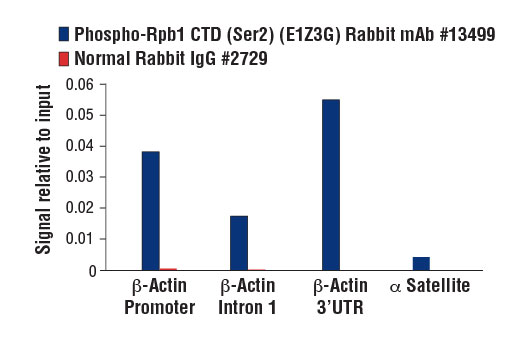 Chromatin Immunoprecipitation Image 3: Phospho-Rpb1 CTD (Ser2) (E1Z3G) Rabbit mAb