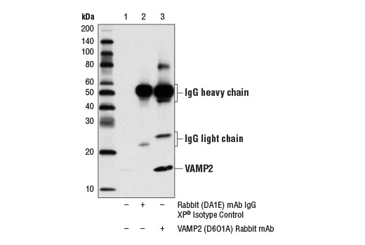 Immunoprecipitation Image 1: VAMP2 (D6O1A) Rabbit mAb