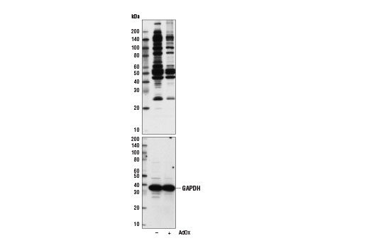 Western Blotting Image 1: Asymmetric Di-Methyl Arginine Motif [adme-R] MultiMab®  Rabbit mAb mix