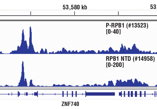 Chromatin Immunoprecipitation Image 1: Phospho-Rpb1 CTD (Ser5) (D9N5I) Rabbit mAb