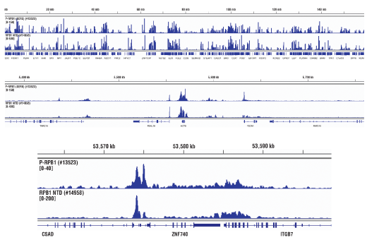 Chromatin Immunoprecipitation Image 2: Phospho-Rpb1 CTD (Ser5) (D9N5I) Rabbit mAb