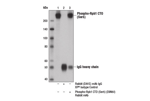 Immunoprecipitation Image 1: Phospho-Rpb1 CTD (Ser5) (D9N5I) Rabbit mAb