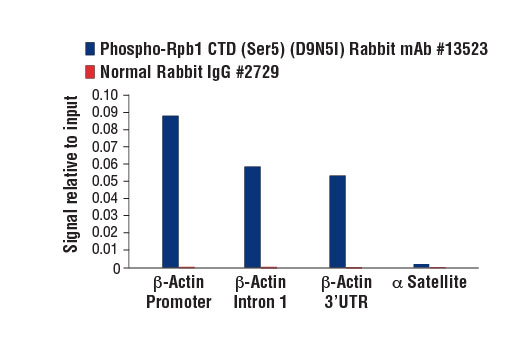 Chromatin Immunoprecipitation Image 3: Phospho-Rpb1 CTD (Ser5) (D9N5I) Rabbit mAb
