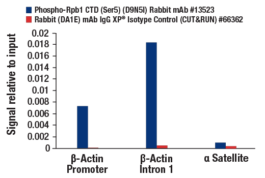 CUT and RUN Image 3: Phospho-Rpb1 CTD (Ser5) (D9N5I) Rabbit mAb