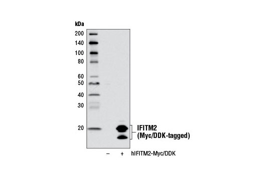 Western Blotting Image 2: IFITM2 Antibody