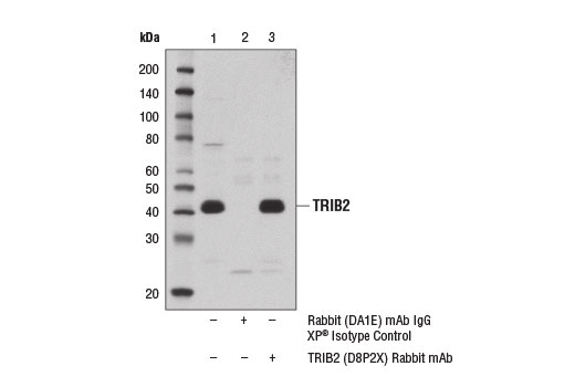 Immunoprecipitation Image 1: TRIB2 (D8P2X) Rabbit mAb