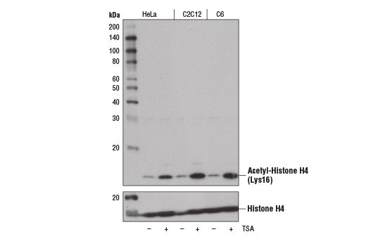 Western Blotting Image 1: Acetyl-Histone H4 (Lys16) (E2B8W) Rabbit mAb