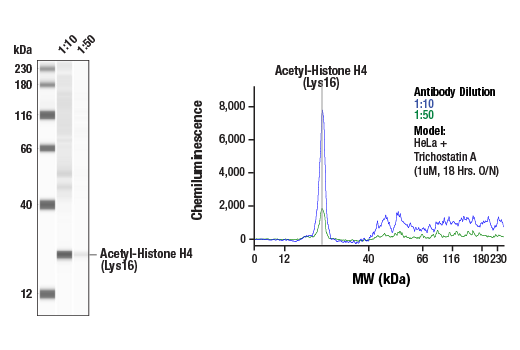  Image 1: Acetyl-Histone H4 (Lys16) (E2B8W) Rabbit mAb