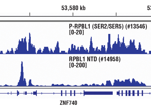 Chromatin Immunoprecipitation Image 1: Phospho-Rpb1 CTD (Ser2/Ser5) (D1G3K) Rabbit mAb