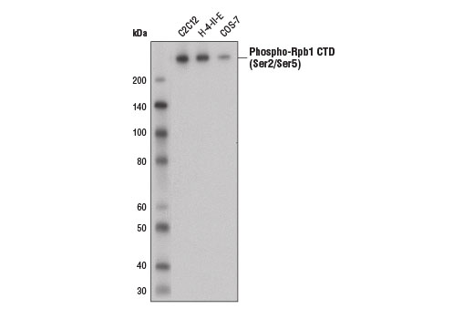  Image 4: Rpb1 CTD Antibody Sampler Kit